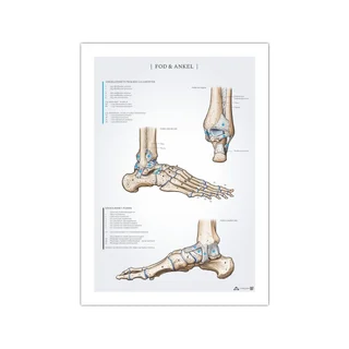 Jalkaterän ja nilkan anatomiajuliste 50x70mm