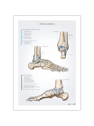 Jalkaterän ja nilkan anatomiajuliste 50x70mm