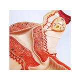 Naisten sukuelinten anatomian malli