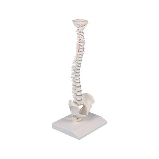 Selkäranka miniatyyri selkäranka