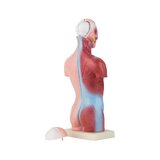Mini torso 15 osaa