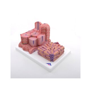 Mikroanatomia - Maksa