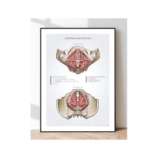 Juliste Diaphragm Pelvis - lantionpohja naisilla