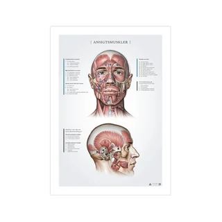 Kasvolihakset, anatomian tallenteet 50x70mm