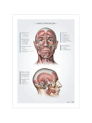 Kasvolihakset, anatomian tallenteet 50x70mm