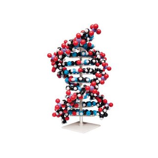 Suuri DNA-malli toimitetaan pakkaukseksi