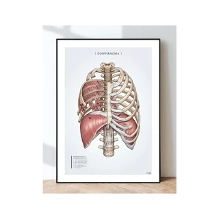 Julisteen anatomia - Hengityslihasten pallea ja kylkiluiden lihakset