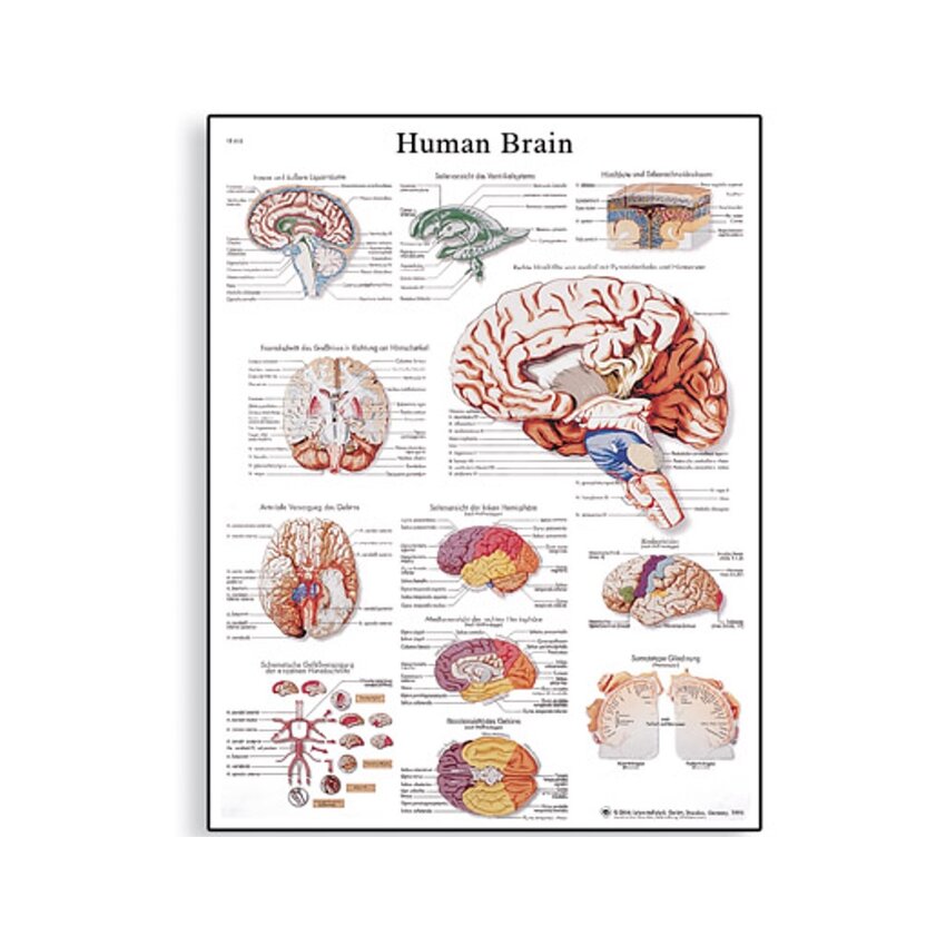 Brain - Ihmisen aivojen juliste