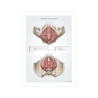 Anatomiajuliste – naisen lantionpohja (Diaphragma pelvis)