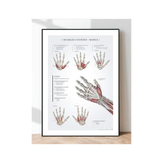 Juliste käden lihasten anatomia