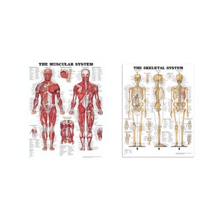 Anatomiajulisteet Lihakset ja luuranko, setti
