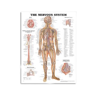 Anatomia juliste - Hermot
