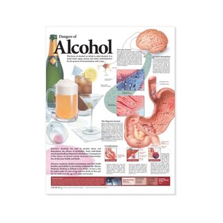 Laminoitu juliste alkoholin haitallisista vaikutuksista englanniksi