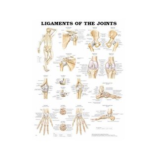 Juliste – Nivelsiteet, laminoitu juliste 51x66 cm