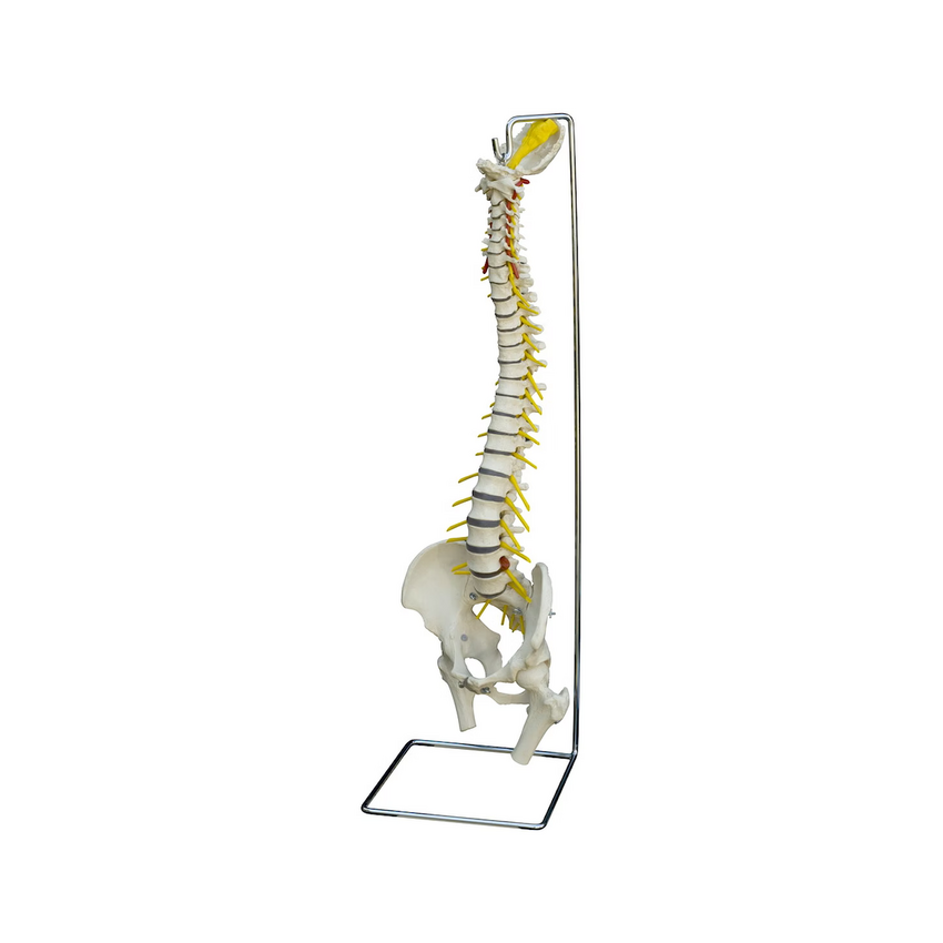 Rüdiger Anatomia - Selkärangan malli