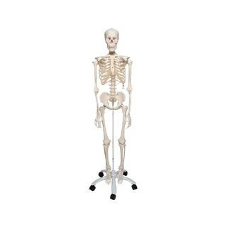Luuranko, luonnollinen kooltaan 3B Scientific