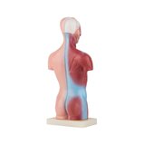Mini torso 15 osaa