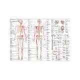 Liikuntaelimistön anatomia -juliste, ruotsi/latina