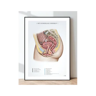 Juliste kasvojen lihasten anatomia