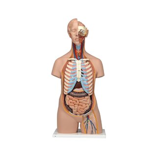 Anatomia Doll - torso 16 osaa