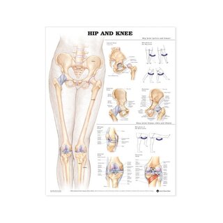 Anatomia juliste - Lonkka / Polvi