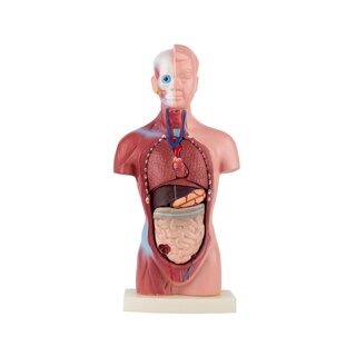 Anatomiset Torso - 15 osaa | lahjavinkit