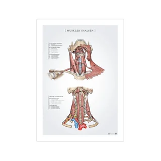 Kaulan lihasten anatomiajuliste 50x70mm