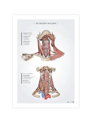 Kaulan lihasten anatomiajuliste 50x70mm