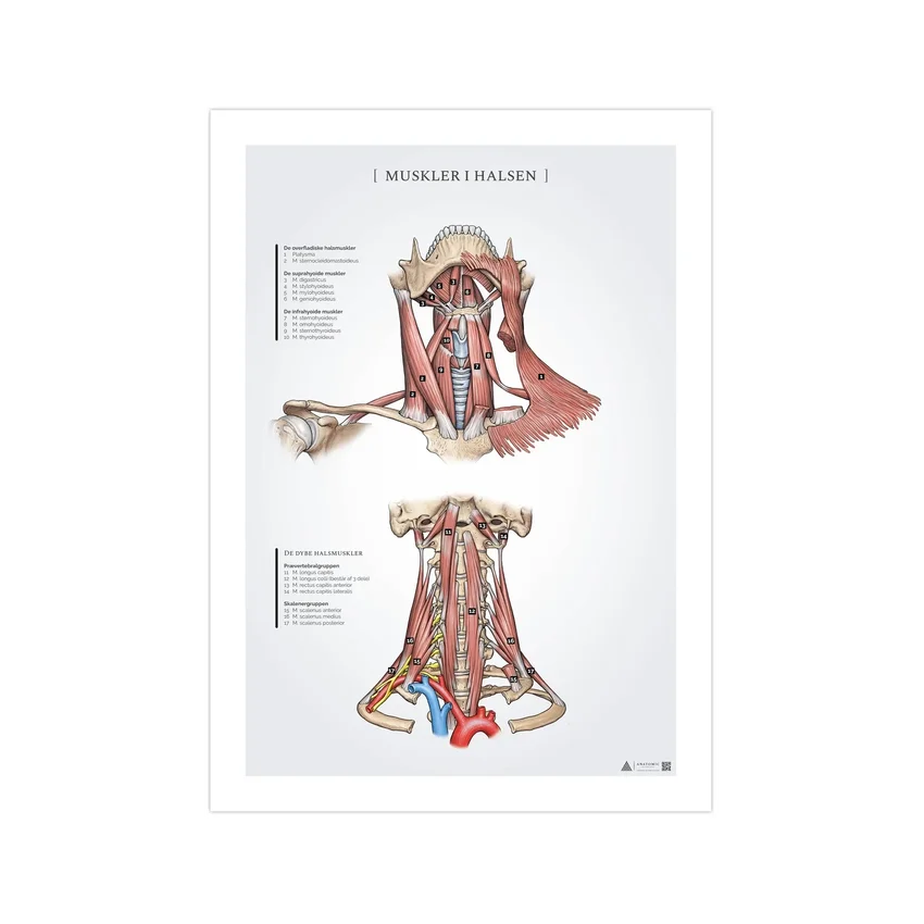 Kaulan lihasten anatomiajuliste 50x70mm