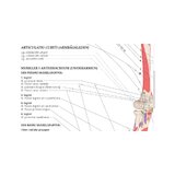 Liikuntaelimistön anatomia -juliste, ruotsi/latina