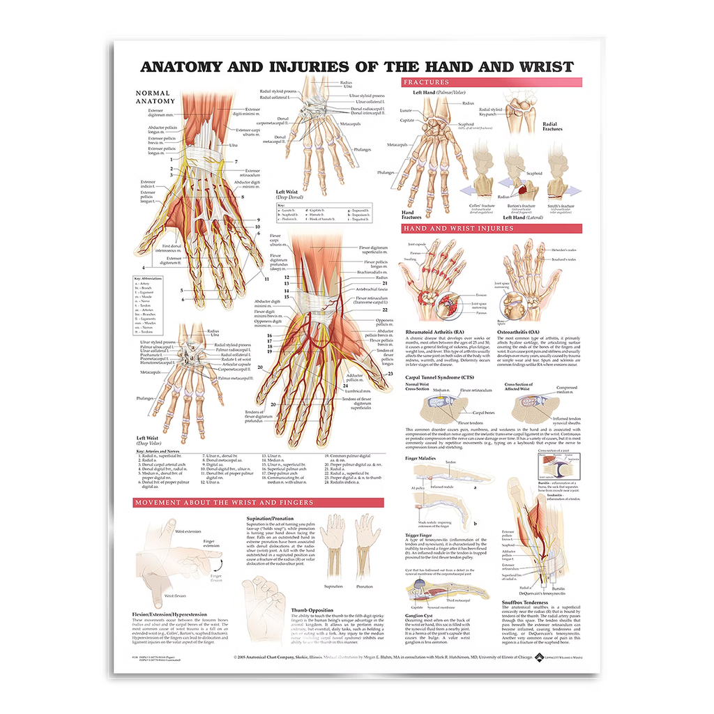 Juliste Anatomia Ja Patologia K si Ja Ranne K si Kyyn rp Ja juliste-anatomia-ja-patologia-k-si-ja-ranne-k-si-kyyn-rp-ja