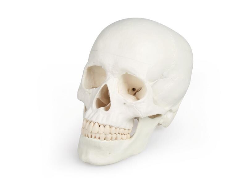 Cranium malli