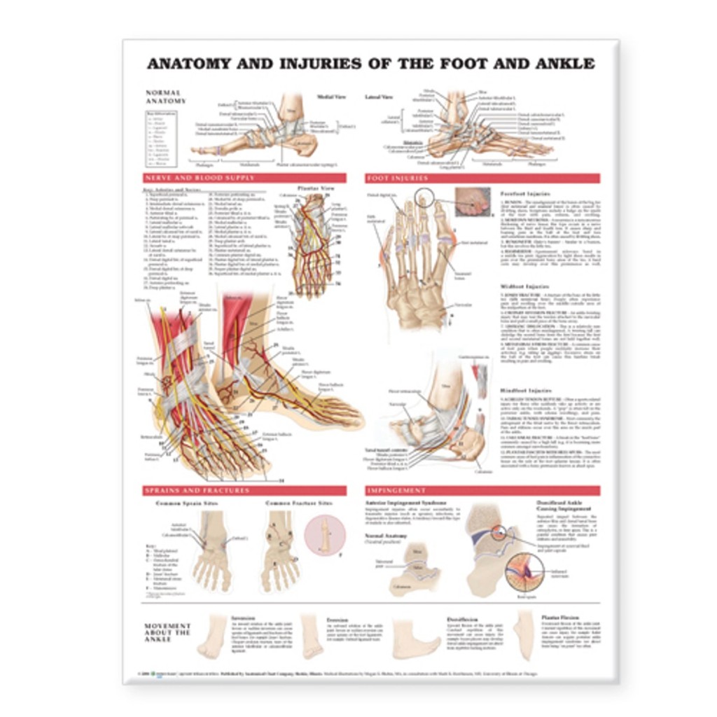 Jalka Lonkan Ja Polven Julisteita Luusto Anatomy Julisteet 